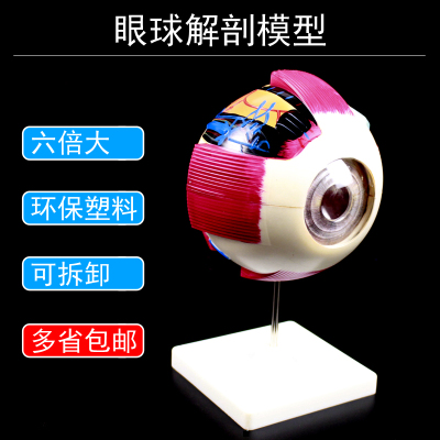 眼球解剖模型人体眼睛模型眼珠J33205生物实验课专用6倍大医学解剖演示内部可拆卸生物医疗教具教学仪器器材