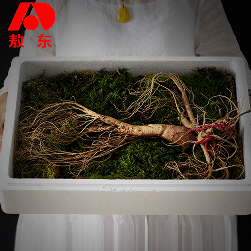 吉林敖东 鲜山参 东北人参200g 新鲜带土林下山参