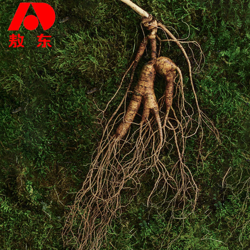 长白山人参新鲜林下参