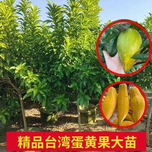 嫁接蛋黄果树湿苞当年结果带花果盆栽南北方种植耀堂木瓜仙桃树苗