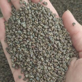 熟麻果籽麻果籽粉苘麻籽青麻籽现磨粉粉