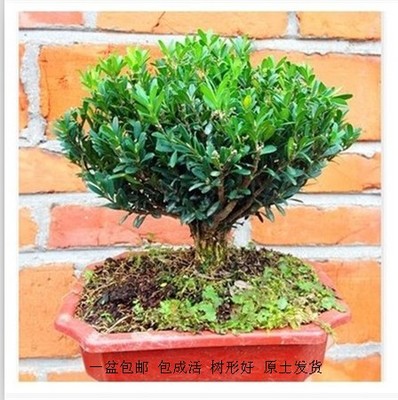 高档小叶雀舌黄杨造型黄杨