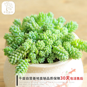 绿野园艺|旋叶姬星美人 多肉植物花卉 办公室组合防辐射绿植盆栽