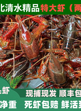 5斤特大炮头两虾湖北清水虾