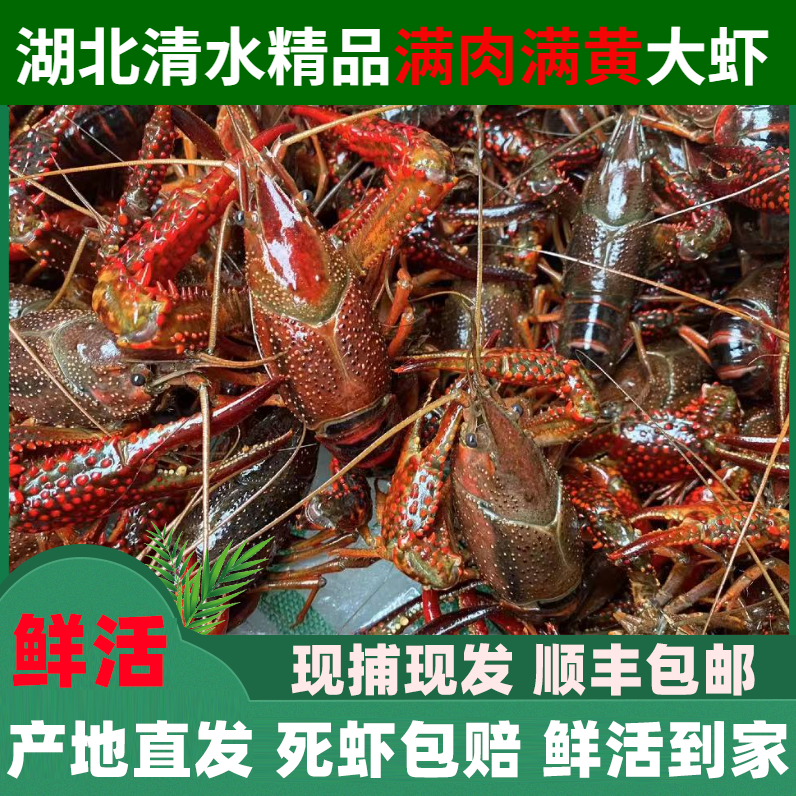 鲜活小龙虾新鲜水产活虾湖北潜江清水小龙虾特大号小龙虾整箱10斤