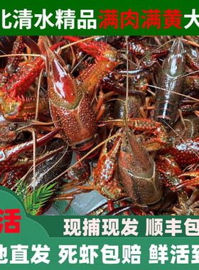 鲜活小龙虾新鲜水产活虾湖北潜江清水小龙虾特大号小龙虾整箱10斤