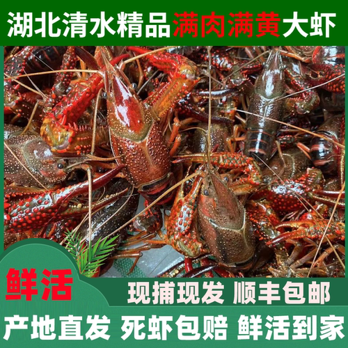 湖北鲜活小龙虾新鲜清水活虾大虾