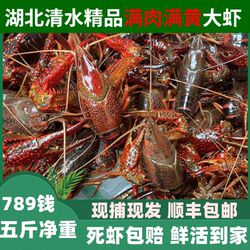 鲜活小龙虾清水活虾5斤789钱新鲜水产湖北潜江活体淡水大龙虾包邮