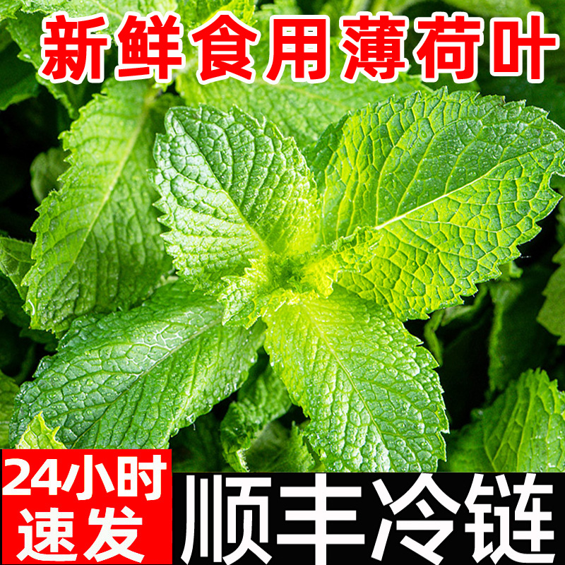 食用薄荷叶新鲜蔬菜顺丰泡水烘焙调酒水吧500g香料可食用非盆栽 水产肉类/新鲜蔬果/熟食 薄荷叶 原图主图