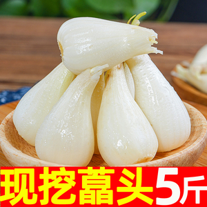藠头新鲜现挖5斤荞头小蒜茭头蔬菜助农家自种包邮可腌制荞头泡菜