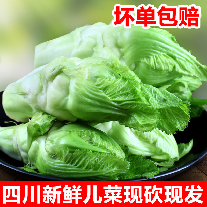 四川儿菜新鲜5斤娃娃菜抱儿母子耳菜农家自种咸菜原料蔬菜10包邮