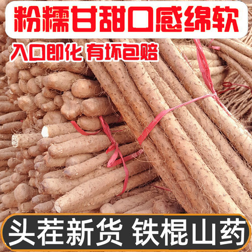 新鲜正宗小白嘴铁棍山药粉糯
