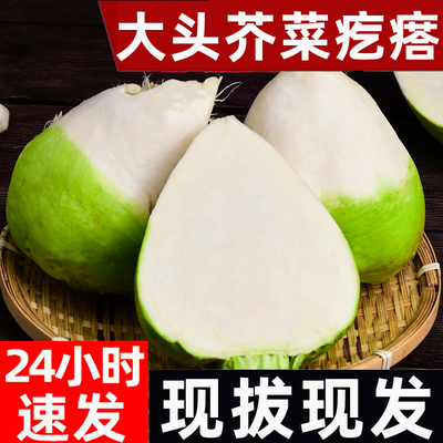 芥菜疙瘩新鲜现挖大头疙瘩芥菜
