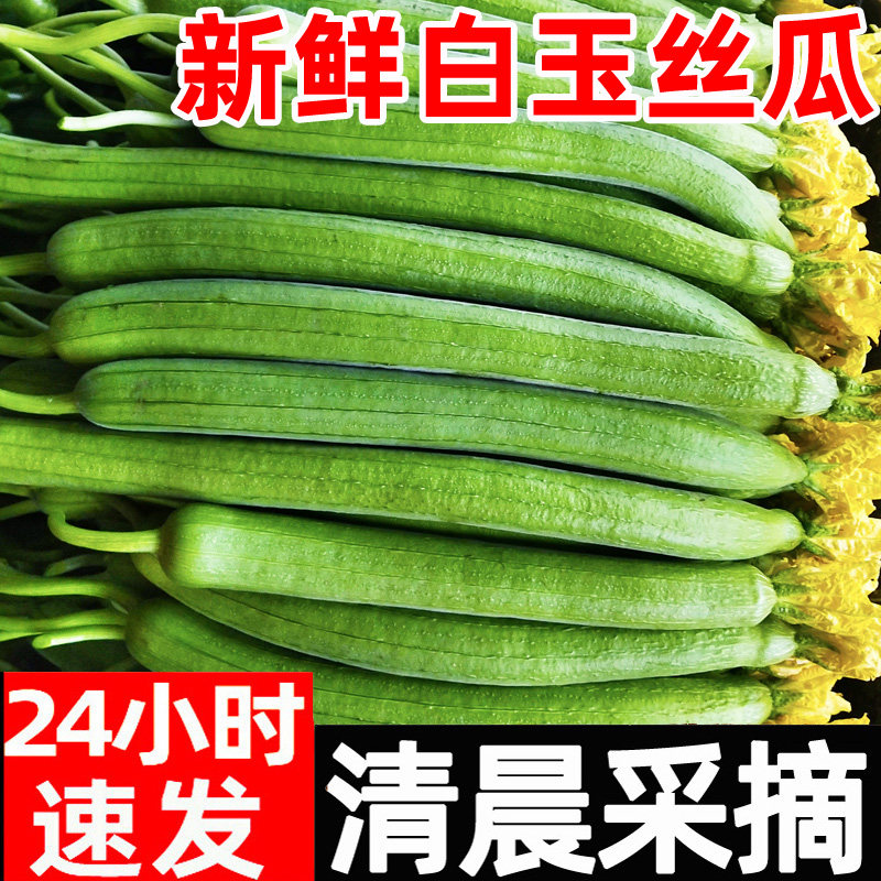 丝瓜新鲜5斤绿瓜山东寿光蔬菜鲜嫩绿皮丝瓜农家自种青瓜批发包邮