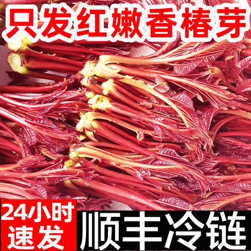 顺丰香椿芽新鲜头茬香椿头