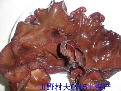 安康陕南特产黑木耳干货柴耳子大