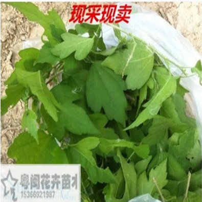 特价新鲜木槿叶子树苗