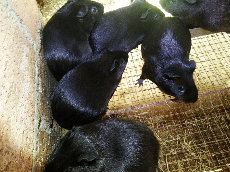 Chinese black Dolphin Seedlings living thing Guinea pigs All black Short Shun Guinea pigs Three)Package livein the Pet/Pet food and supplies , Class pet hamsters and other small , Guinea pigs  category - from Buy2taobao.com to provide professional Taobao agent buy service