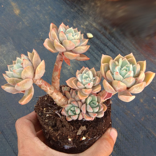 红粉佳人多肉老桩一物一拍包邮群生悬崖桩粉红色盆栽带盆多头阳台