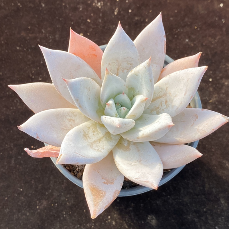 墨西哥巨人多肉一物一拍老桩北极熊超大雪球包邮办公室阳台防辐射