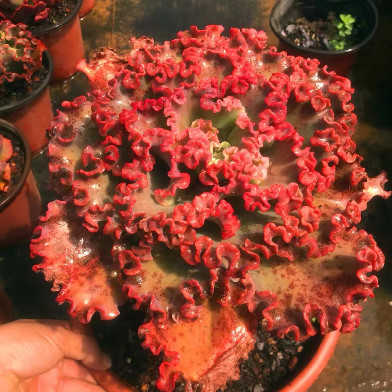 女王花笠多肉老桩群生超大包邮