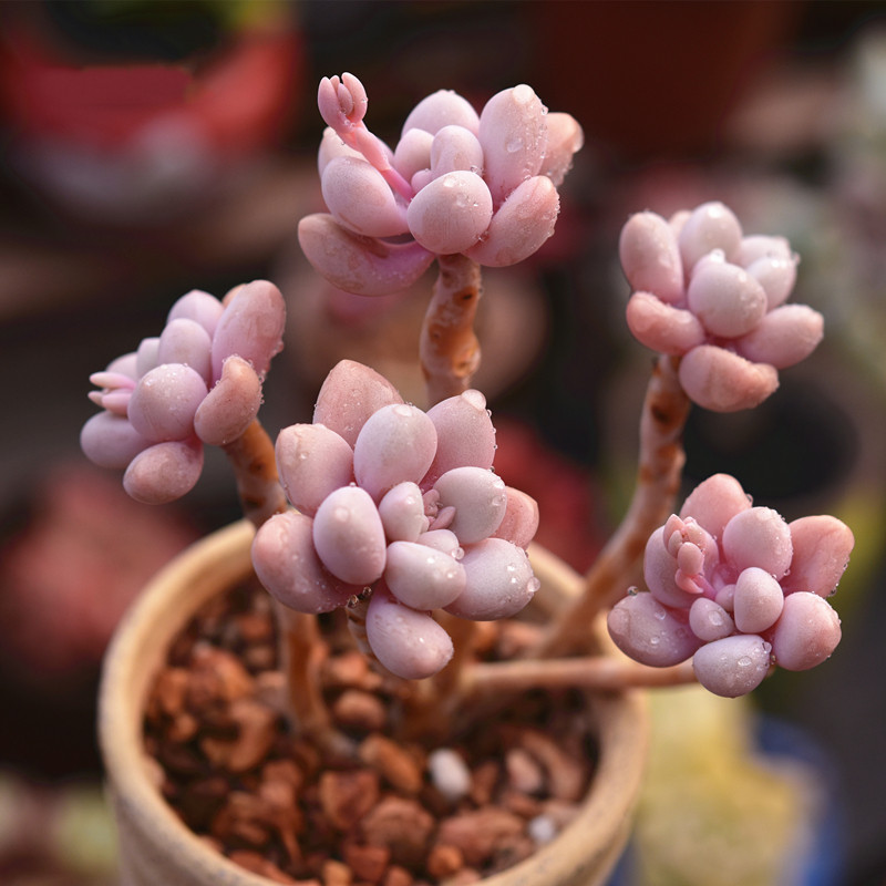 艾伦多肉老桩群生一物一拍悬崖多头粉丝控养包邮组合盆栽花卉老庄