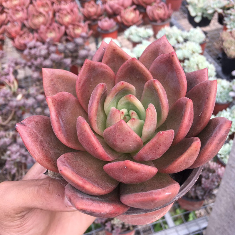 粉香槟多肉老桩一物一拍超大多头白夜酒红香槟包邮绿植花卉室内阳
