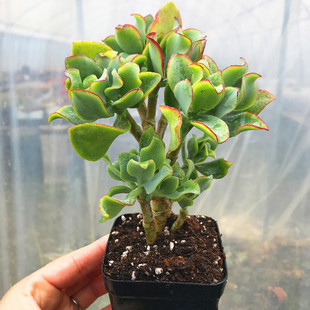 海带多肉海带花月知更鸟多肉植物姬花月玉树花月老桩包邮群生室内