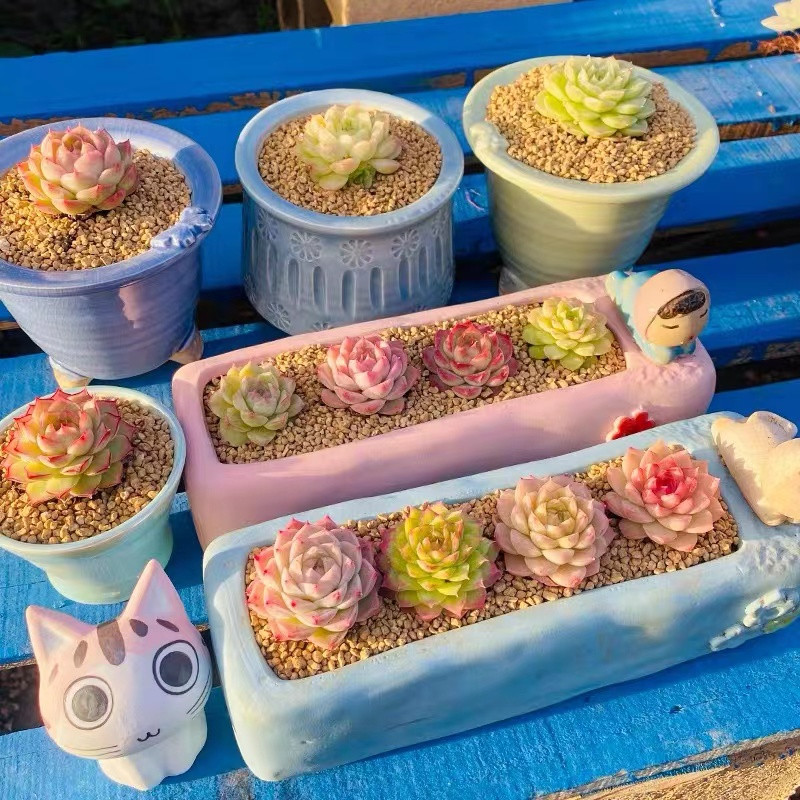麦秆多肉切糕老桩麦秆女王白天鹅群生一物一拍包邮含盆带土吸甲醛