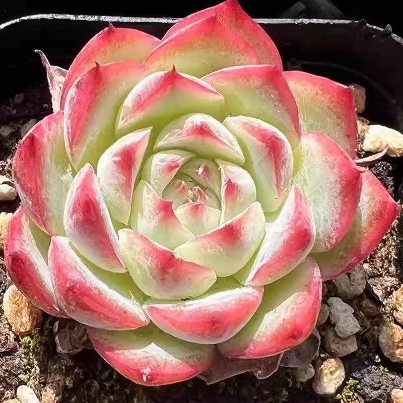 粉水晶多肉老桩群生一物一拍包邮水晶玫瑰组合盆栽室内阳台防辐射