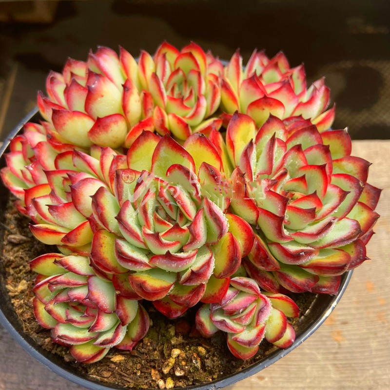 墨西哥灵影多肉一物一老桩红边灵影灵隐超大包邮群生多头组合盆栽