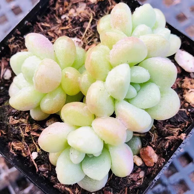 泡泡糖多肉老桩群生鱼子酱一物一拍包邮阳台盆栽含盆带土防辐射
