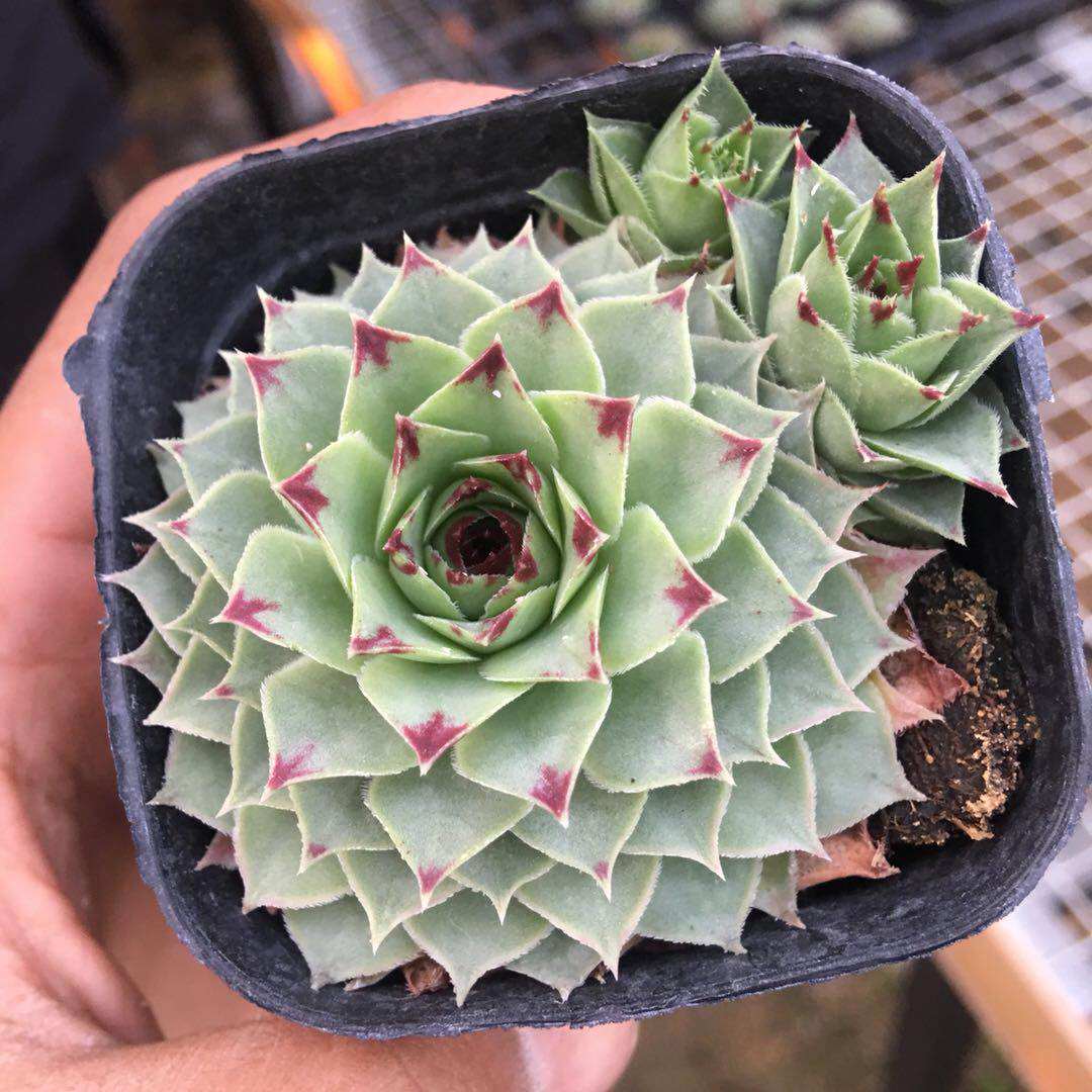 铁观音多肉植物群生长生草凌娟紫牡丹红卷娟组合盆栽阳台室内包邮