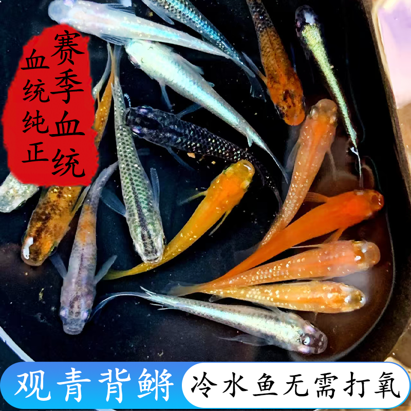 精品观背青鳉冷水鱼好养耐活观赏鱼不打氧活体鱼苗淡水鱼苗可混养