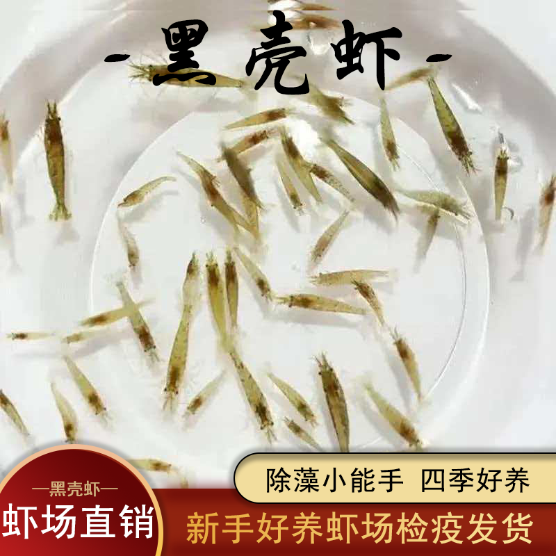 精品冷水黑壳虾鱼缸除藻小能手四季好养耐活淡水观赏虾饲料虾,宠物/宠物食品及用品,虾,淘宝优惠券,粉丝福利购,淘宝优惠卷