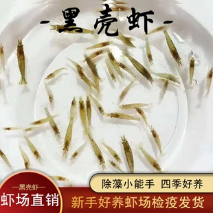 精品冷水黑壳虾鱼缸除藻小能手四季好养耐活淡水观赏虾饲料虾