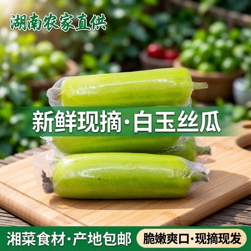 湖南白玉丝瓜新鲜现采直供包邮