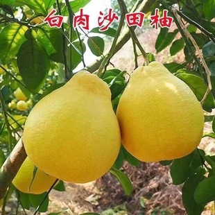 沙田柚树苗 江永香柚 白肉柚子苗
