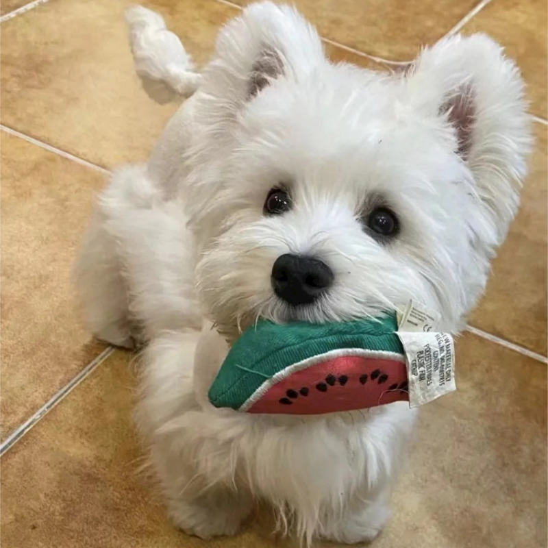宠物级软毛(混合毛)西高地白梗纯种白色幼犬家养狗狗秋名山犬舍