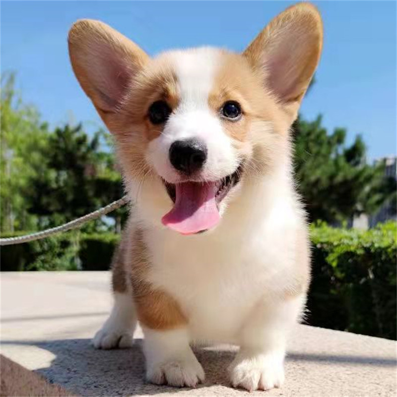 纯种柯基幼犬活体宠物狗小短腿长毛血统威尔士三色柯基犬网红电臀