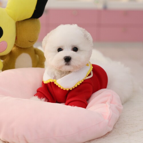 比熊犬 幼犬飞耳比熊纯种幼崽小体比熊狗狗茶杯犬 上海秋名山犬舍 - 封面