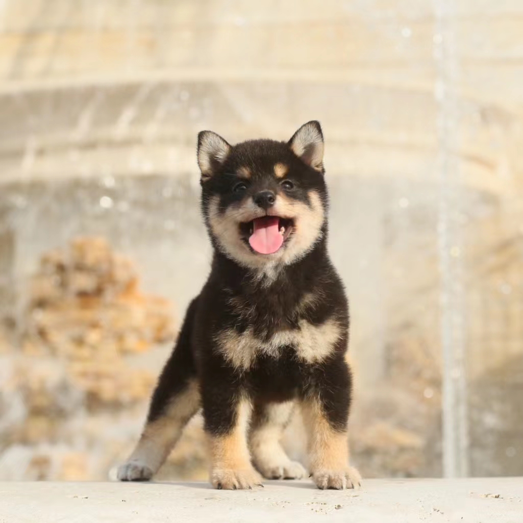 黑柴幼犬纯种双血统柴