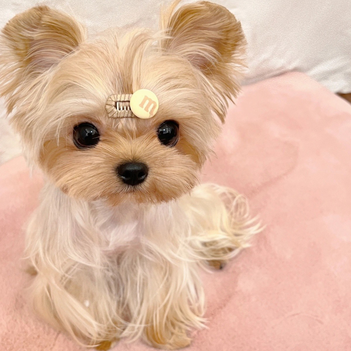 约克夏幼犬纯种超小体宠物狗幼崽金头银背茶杯犬活体上海cku犬舍