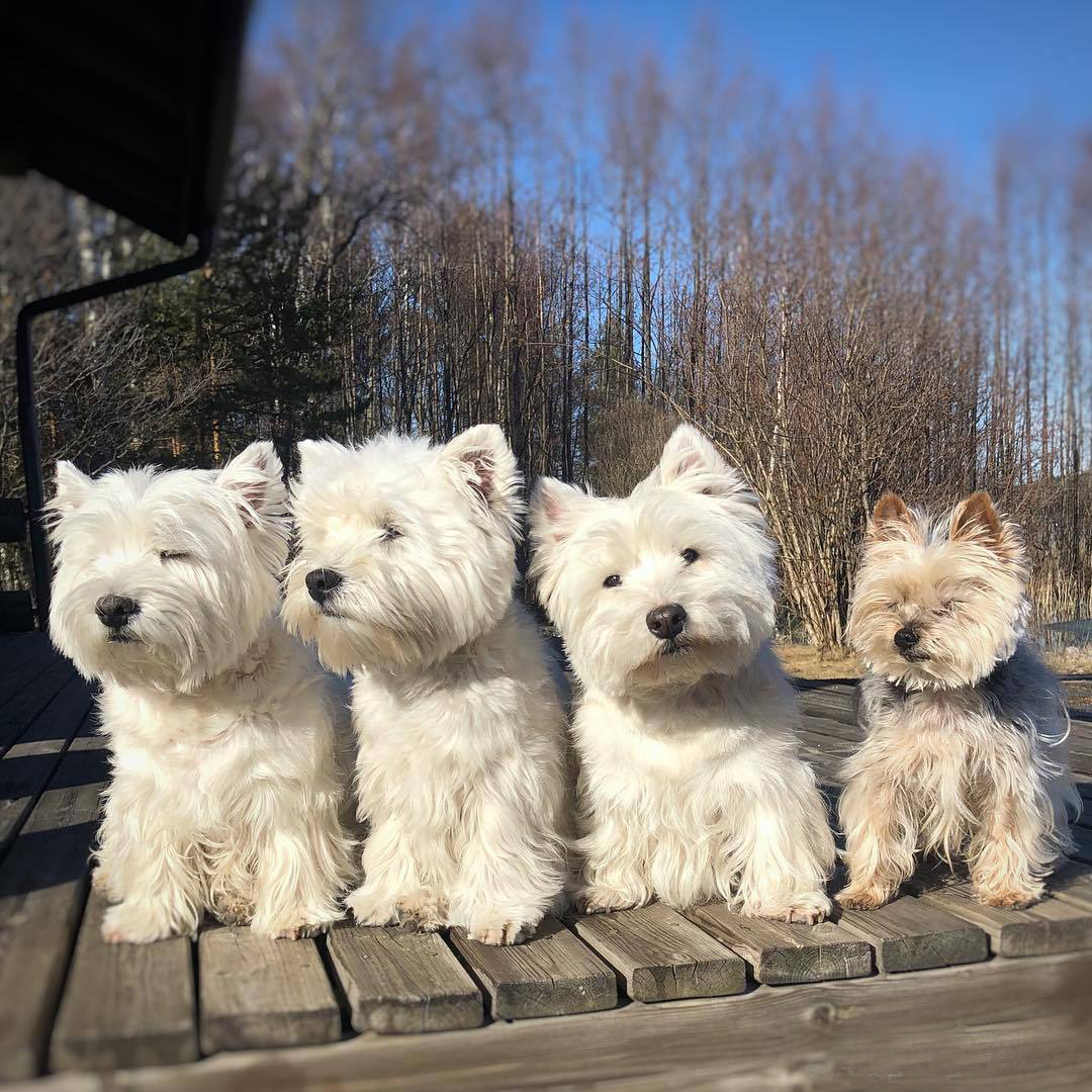 西高地犬舍,西高地白梗,海南_大山谷图库