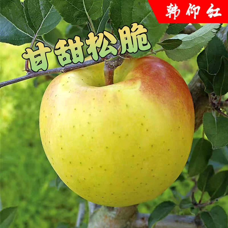 山西运城韩仰红当季水果新鲜采摘棉软松脆后味香甜水蜜桃味青苹果