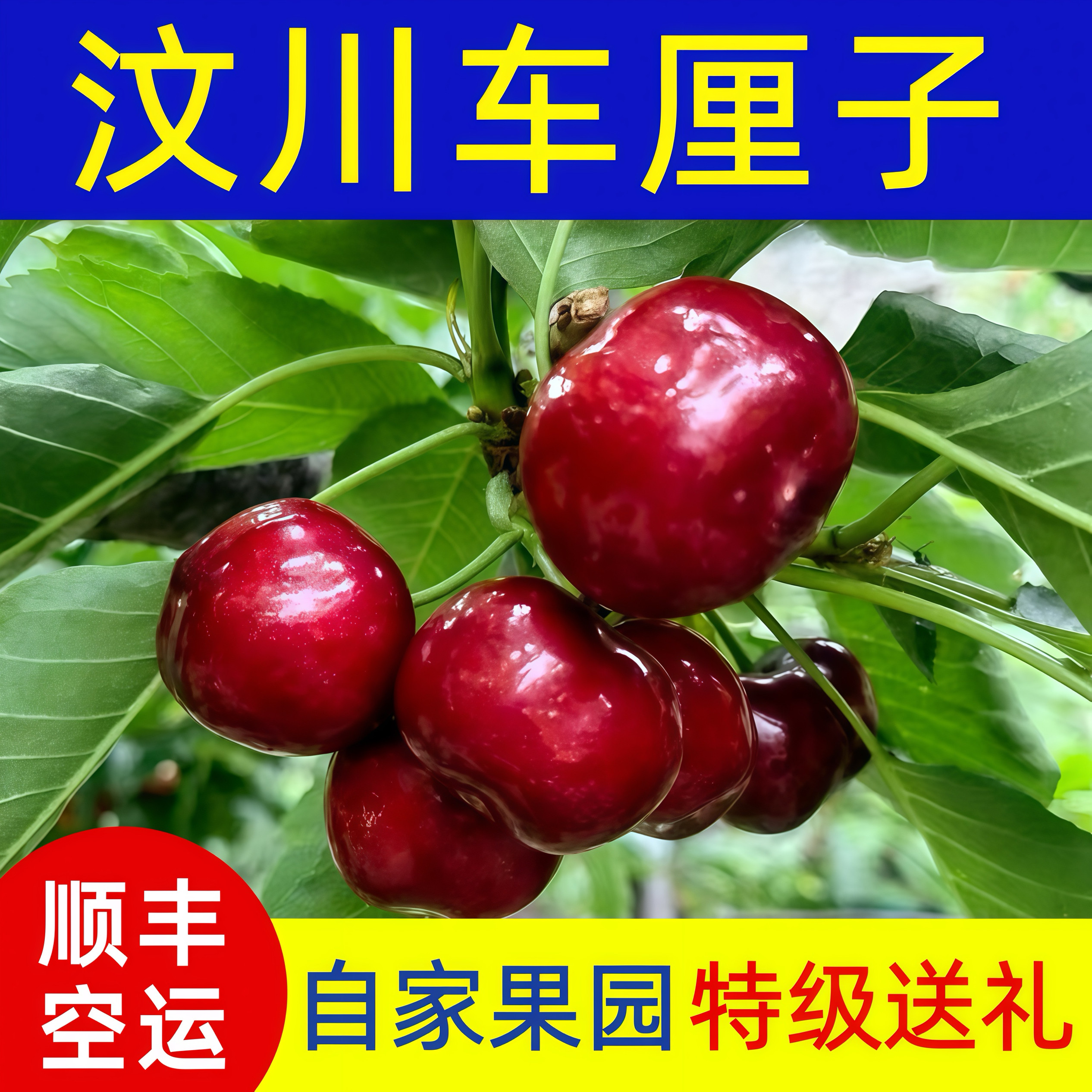 正宗阿坝州汶川车厘子大樱桃新鲜水果当季甜樱桃孕妇水果茂县理县