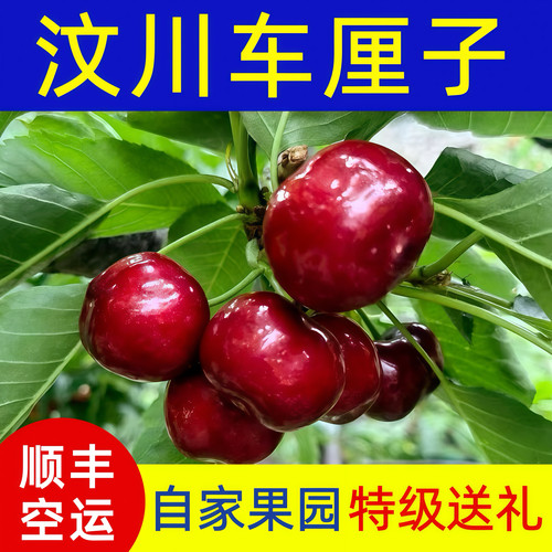 正宗阿坝州汶川车厘子大樱桃新鲜水果当季甜樱桃孕妇水果茂县理县