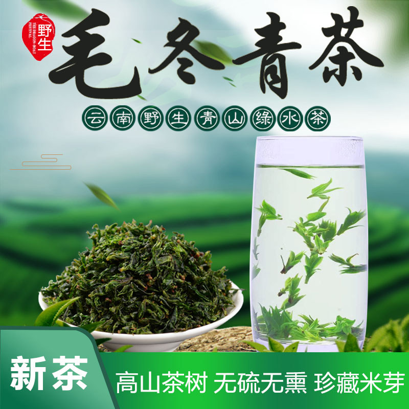 云南野生毛冬青小嫩芽正品小叶苦丁茶青山绿水毛冬青珍藏米芽半斤
