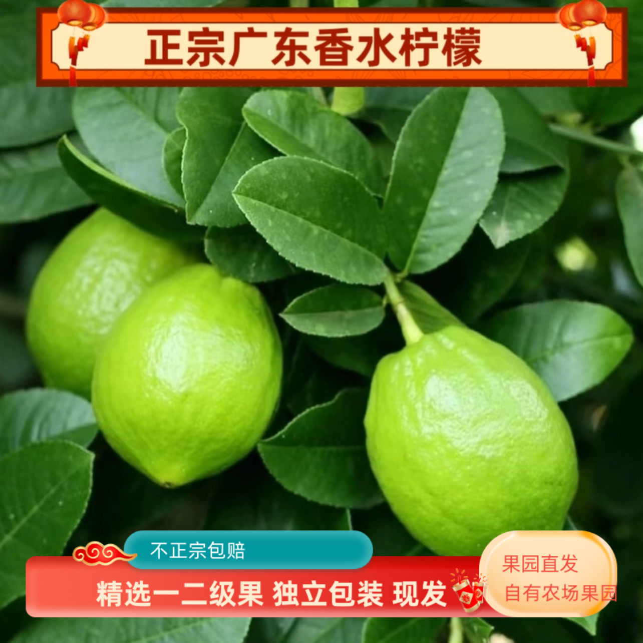 广东香水柠檬精选一级果新鲜采摘鲜果奶茶店手打柠檬专用无籽青皮