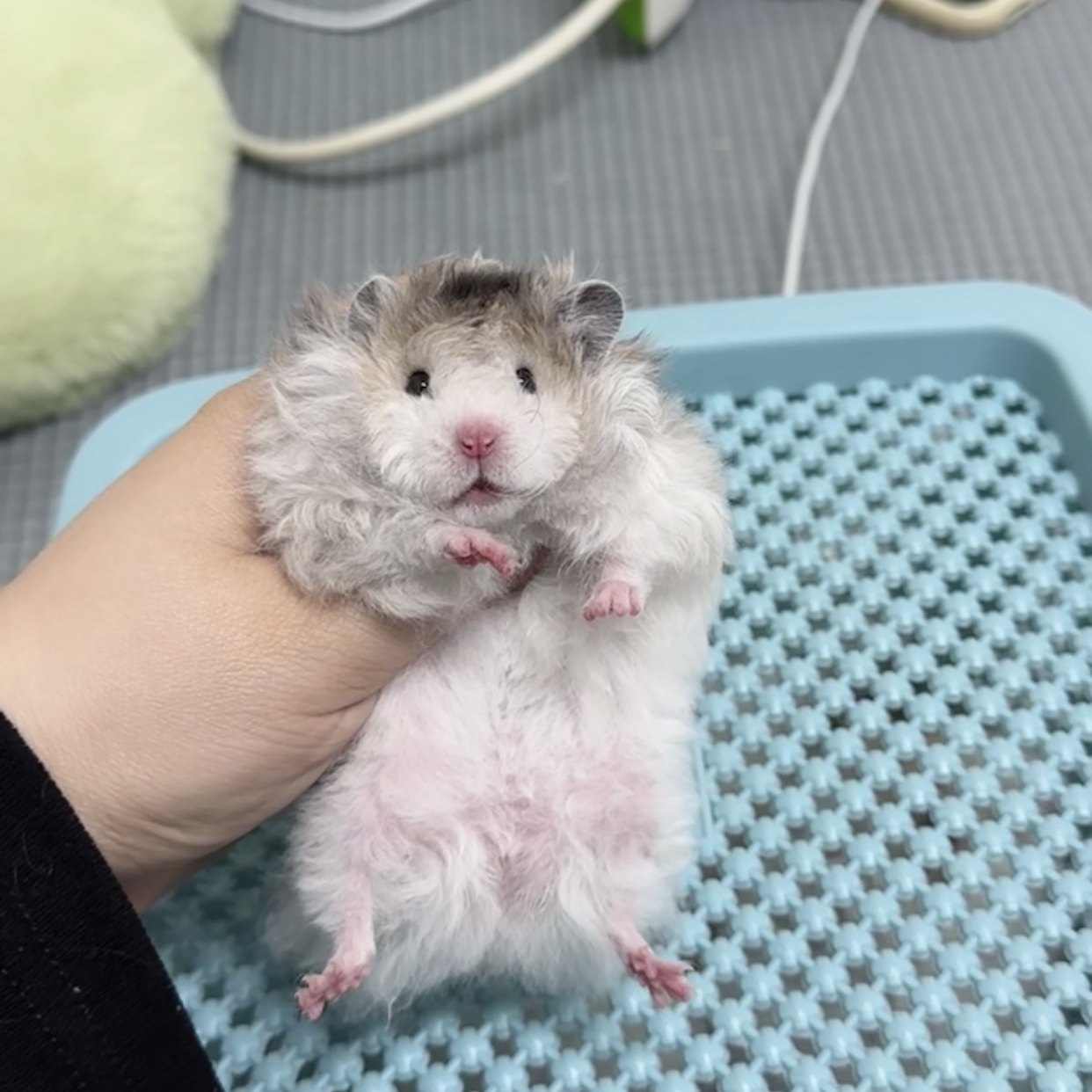 【家养】卷毛金丝熊巨型仓鼠活体卷毛肉桂蜜色波利长卷毛金丝熊